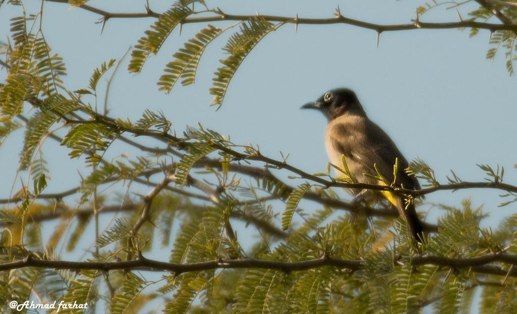 Отель Sharhabil Bin Hasnah Ecopark Qulay'at Экстерьер фото