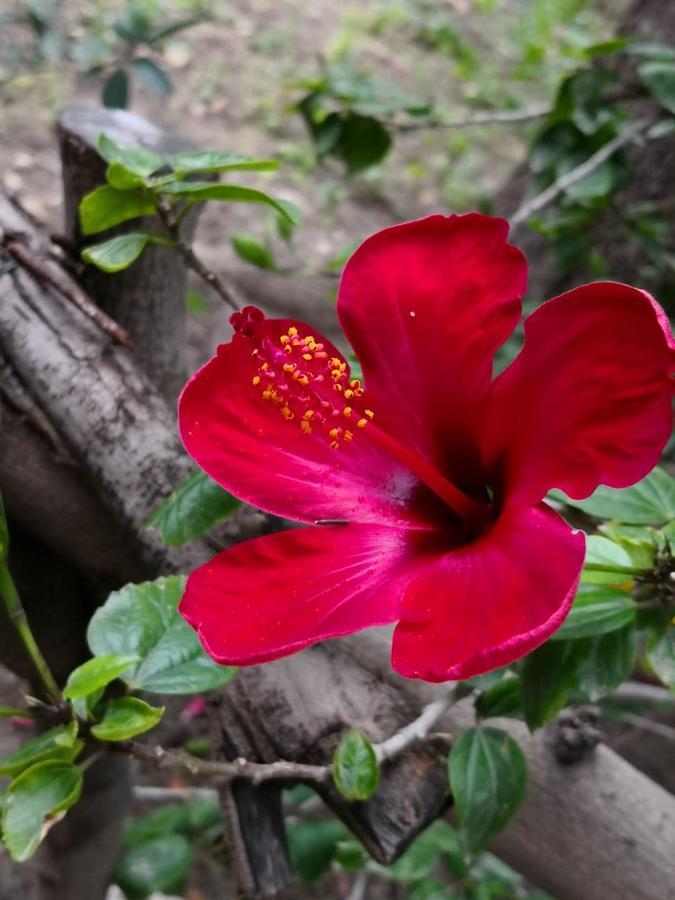 Отель Sharhabil Bin Hasnah Ecopark Qulay'at Экстерьер фото